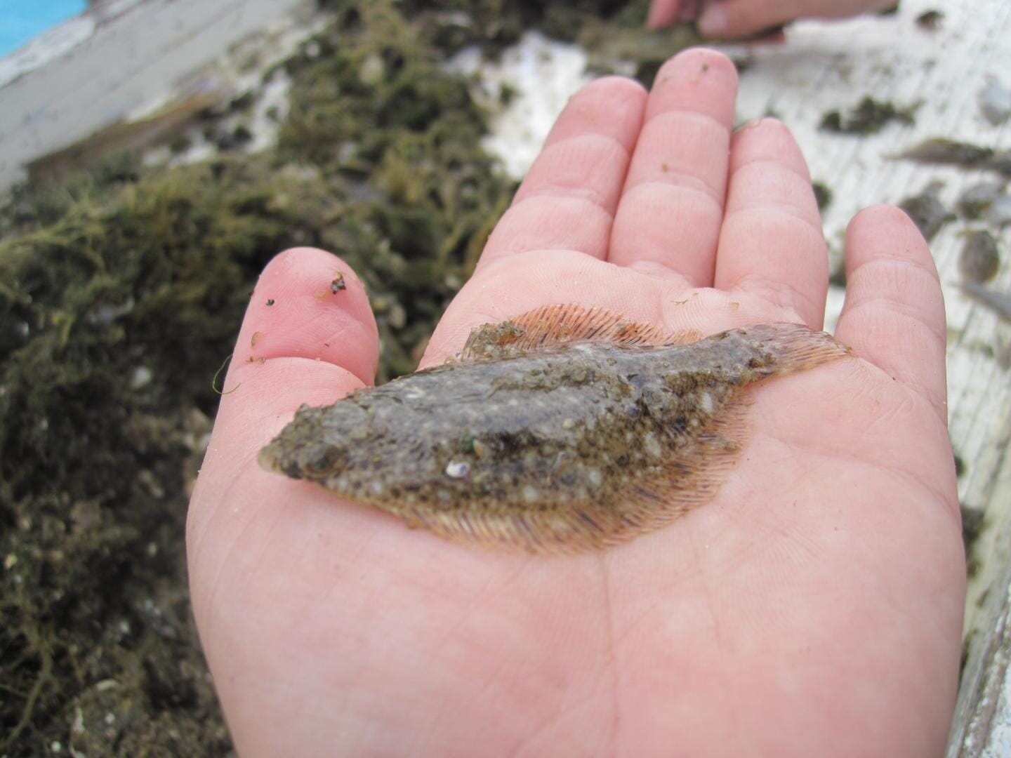 Ear Bones Trace Flounders Back to Nursery The Fish Site